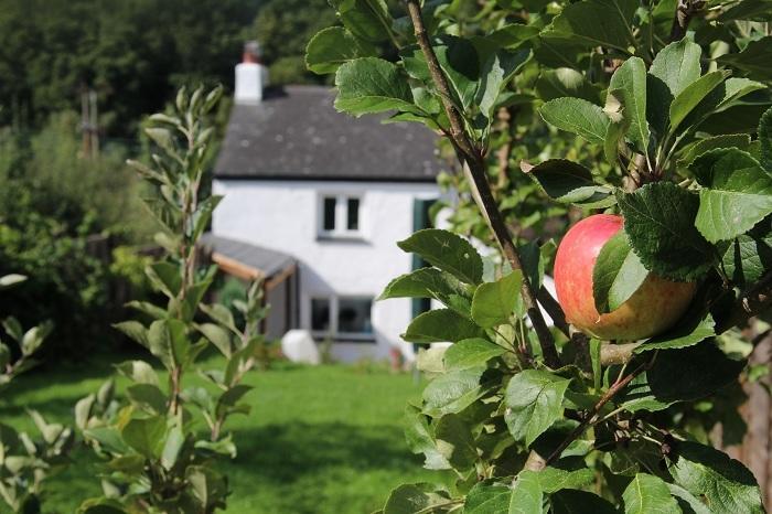 Peacock Cottage Cinderford Rom bilde
